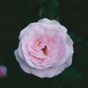 ヒメ日記 2026/03/13 18:35 投稿 やよい 梅田アバンチュール