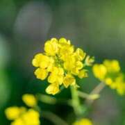 ヒメ日記 2026/03/16 05:30 投稿 やよい 梅田アバンチュール