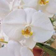 ヒメ日記 2026/03/16 08:02 投稿 やよい 梅田アバンチュール