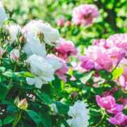 ヒメ日記 2026/03/17 07:31 投稿 やよい 梅田アバンチュール