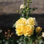 ヒメ日記 2026/03/18 05:25 投稿 やよい 梅田アバンチュール