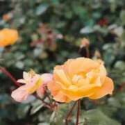 ヒメ日記 2026/03/19 05:13 投稿 やよい 梅田アバンチュール