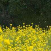 ヒメ日記 2026/03/21 05:30 投稿 やよい 梅田アバンチュール