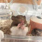 ななせ 行方不明の🐹 One More奥様　八王子店