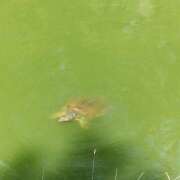 ヒメ日記 2025/08/18 11:09 投稿 なぎさ 大阪和泉ちゃんこ