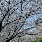 ヒメ日記 2025/04/05 10:42 投稿 みずき ラ・タンゴ