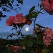 ヒメ日記 2024/12/16 15:21 投稿 高木 美玖 超LEXUS