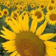 ヒメ日記 2025/08/17 10:46 投稿 小倉にこ 五十路マダム 岐阜店