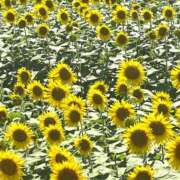 ヒメ日記 2025/09/04 17:48 投稿 小倉にこ 五十路マダム 岐阜店