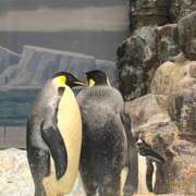 ヒメ日記 2025/11/18 07:52 投稿 小倉にこ 五十路マダム 岐阜店