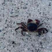 ヒメ日記 2025/11/25 16:22 投稿 小倉にこ 五十路マダム 岐阜店