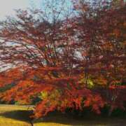 ヒメ日記 2025/12/01 21:48 投稿 小倉にこ 五十路マダム 岐阜店