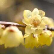 ヒメ日記 2026/02/23 09:24 投稿 小倉にこ 五十路マダム 岐阜店