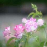 ヒメ日記 2026/02/25 09:12 投稿 小倉にこ 五十路マダム 岐阜店