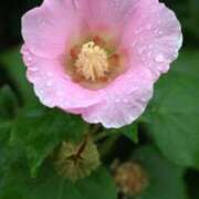 ヒメ日記 2026/02/27 17:44 投稿 小倉にこ 五十路マダム 岐阜店