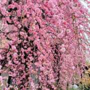 ヒメ日記 2026/02/28 18:20 投稿 小倉にこ 五十路マダム 岐阜店