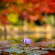 ヒメ日記 2026/03/10 07:10 投稿 小倉にこ 五十路マダム 岐阜店