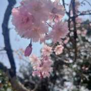 ヒメ日記 2026/03/31 15:52 投稿 小倉にこ 五十路マダム 岐阜店