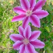 ヒメ日記 2026/04/22 10:40 投稿 小倉にこ 五十路マダム 岐阜店