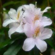 ヒメ日記 2026/04/23 22:44 投稿 小倉にこ 五十路マダム 岐阜店