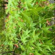 ヒメ日記 2025/05/18 11:36 投稿 いつき(昭和33年生まれ) 熟年カップル名古屋～生電話からの営み～