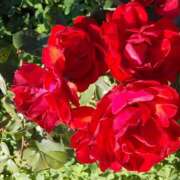 かなえ(昭和39年生まれ) 追伸 熟年カップル名古屋～生電話からの営み～