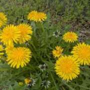 ヒメ日記 2025/04/18 08:11 投稿 こはる(昭和40年生まれ) 熟年カップル名古屋～生電話からの営み～