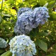 ヒメ日記 2025/05/27 20:03 投稿 こはる(昭和40年生まれ) 熟年カップル名古屋～生電話からの営み～