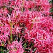 ヒメ日記 2025/09/01 08:34 投稿 こはる(昭和40年生まれ) 熟年カップル名古屋～生電話からの営み～