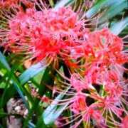 ヒメ日記 2025/10/08 12:07 投稿 こはる(昭和40年生まれ) 熟年カップル名古屋～生電話からの営み～