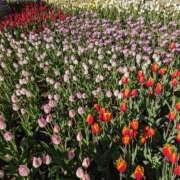 ヒメ日記 2025/01/08 21:21 投稿 ちあき(昭和38年生まれ) 熟年カップル名古屋～生電話からの営み～