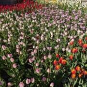 ヒメ日記 2025/01/17 11:02 投稿 ちあき(昭和38年生まれ) 熟年カップル名古屋～生電話からの営み～