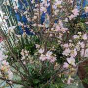 ヒメ日記 2025/02/21 19:51 投稿 ちあき(昭和38年生まれ) 熟年カップル名古屋～生電話からの営み～