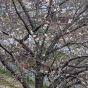 ヒメ日記 2025/03/31 21:38 投稿 ちあき(昭和38年生まれ) 熟年カップル名古屋～生電話からの営み～