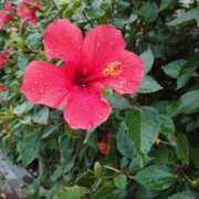 ヒメ日記 2025/08/11 18:51 投稿 ちあき(昭和38年生まれ) 熟年カップル名古屋～生電話からの営み～