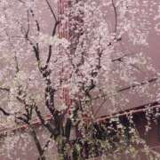 ヒメ日記 2025/04/07 04:06 投稿 ともよ(昭和46年生まれ) 熟年カップル名古屋～生電話からの営み～