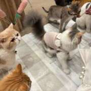 ヒメ日記 2025/04/05 16:02 投稿 ののか(昭和36年生まれ) 熟年カップル名古屋～生電話からの営み～