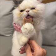 ヒメ日記 2025/11/15 15:29 投稿 ののか(昭和36年生まれ) 熟年カップル名古屋～生電話からの営み～