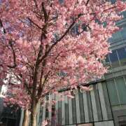 ヒメ日記 2025/03/20 22:50 投稿 まみ(昭和36年生まれ) 熟年カップル名古屋～生電話からの営み～