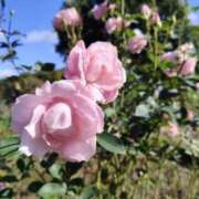 ヒメ日記 2026/01/06 20:41 投稿 みゆき(昭和41年生まれ) 熟年カップル名古屋～生電話からの営み～