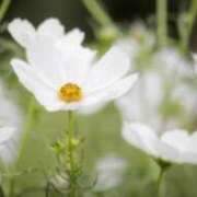 ヒメ日記 2026/01/08 22:32 投稿 みゆき(昭和41年生まれ) 熟年カップル名古屋～生電話からの営み～