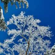 ヒメ日記 2025/02/14 20:30 投稿 みわ(昭和39年生まれ) 熟年カップル名古屋～生電話からの営み～