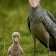 ヒメ日記 2025/09/19 17:04 投稿 みわ(昭和39年生まれ) 熟年カップル名古屋～生電話からの営み～
