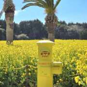 ヒメ日記 2025/03/22 11:23 投稿 るみ(昭和37年生まれ) 熟年カップル名古屋～生電話からの営み～