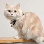 ヒメ日記 2026/01/21 08:01 投稿 陳宮 Cawaiiハイ！スクールリターンズ