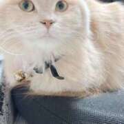 ヒメ日記 2026/01/28 17:50 投稿 陳宮 Cawaiiハイ！スクールリターンズ