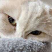 ヒメ日記 2026/02/18 10:27 投稿 陳宮 Cawaiiハイ！スクールリターンズ