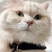 ヒメ日記 2026/03/21 09:23 投稿 陳宮 Cawaiiハイ！スクールリターンズ