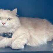 ヒメ日記 2026/03/24 08:01 投稿 陳宮 Cawaiiハイ！スクールリターンズ