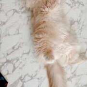 ヒメ日記 2026/03/29 15:25 投稿 陳宮 Cawaiiハイ！スクールリターンズ